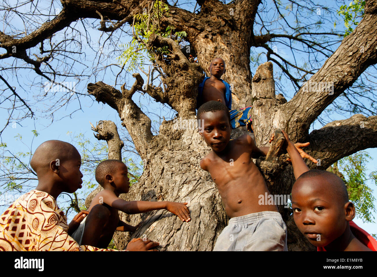 Jungs spielen in einem Baum. Stockfoto
