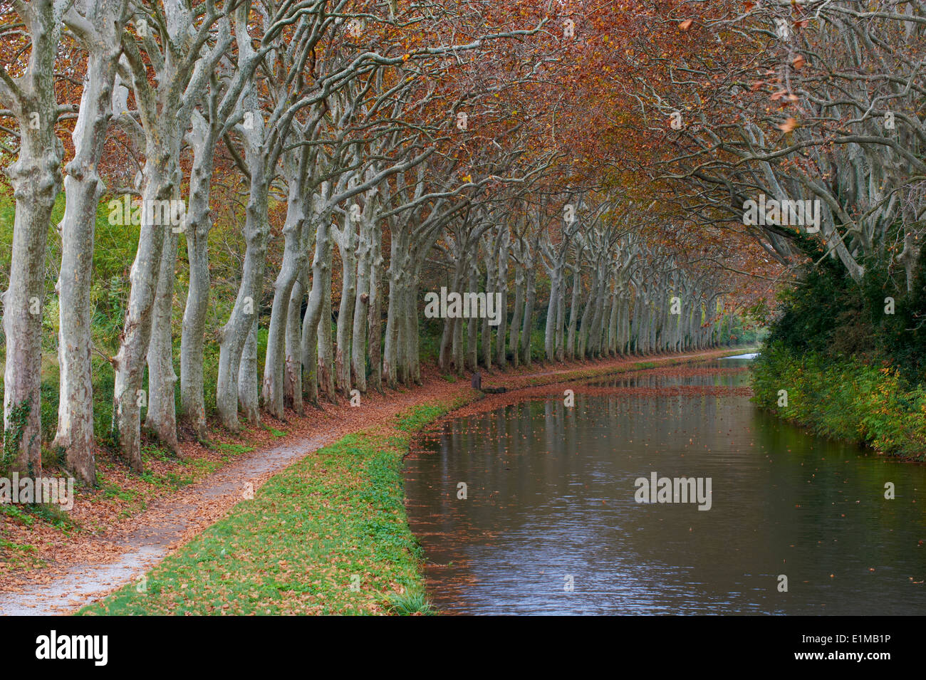 Frankreich, Languedoc-Roussillon, Aude (11), Canal du Midi, Baum gesäumten Kanal Stockfoto