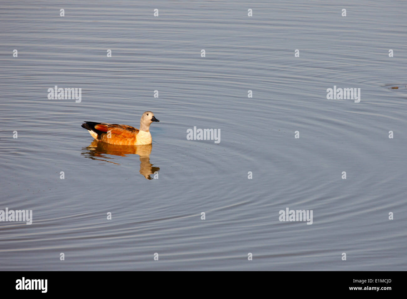 Madikwe Wildreservat. Safari. Ente Stockfoto