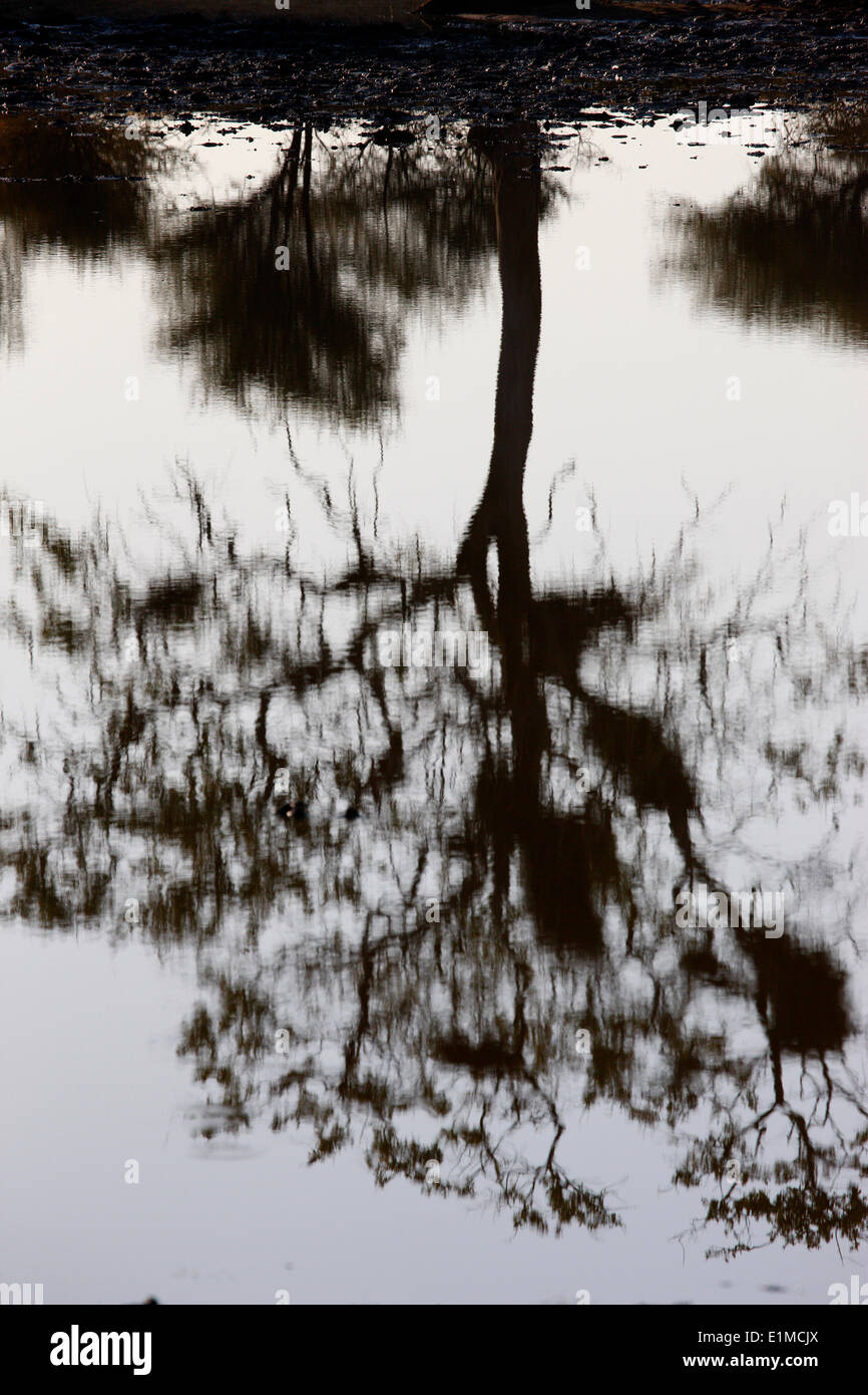 Baum-Reflexion Stockfoto
