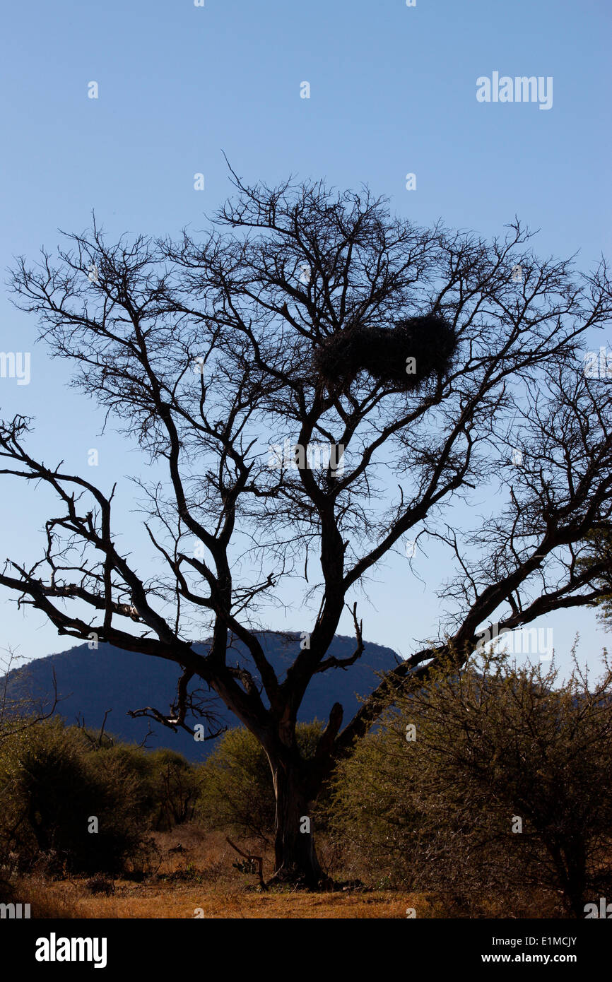 Vogelnester in Baum Stockfoto