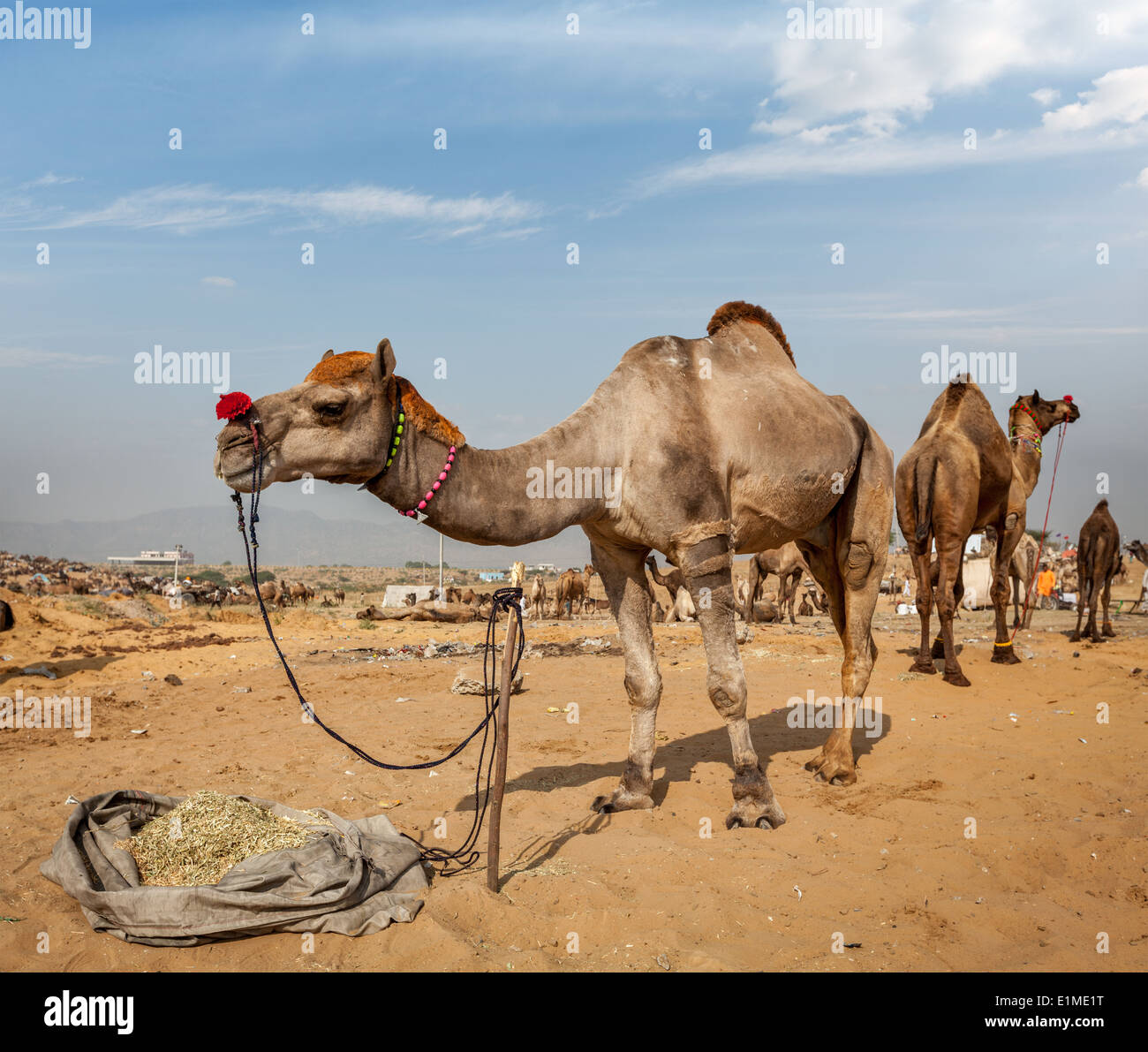Kamele in Pushkar Mela (Pushkar Camel Fair). Pushkar, Rajasthan, Indien Stockfoto