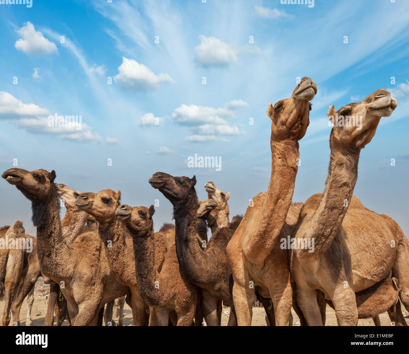 Kamele in Pushkar Mela (Pushkar Camel Fair). Pushkar, Rajasthan, Indien Stockfoto