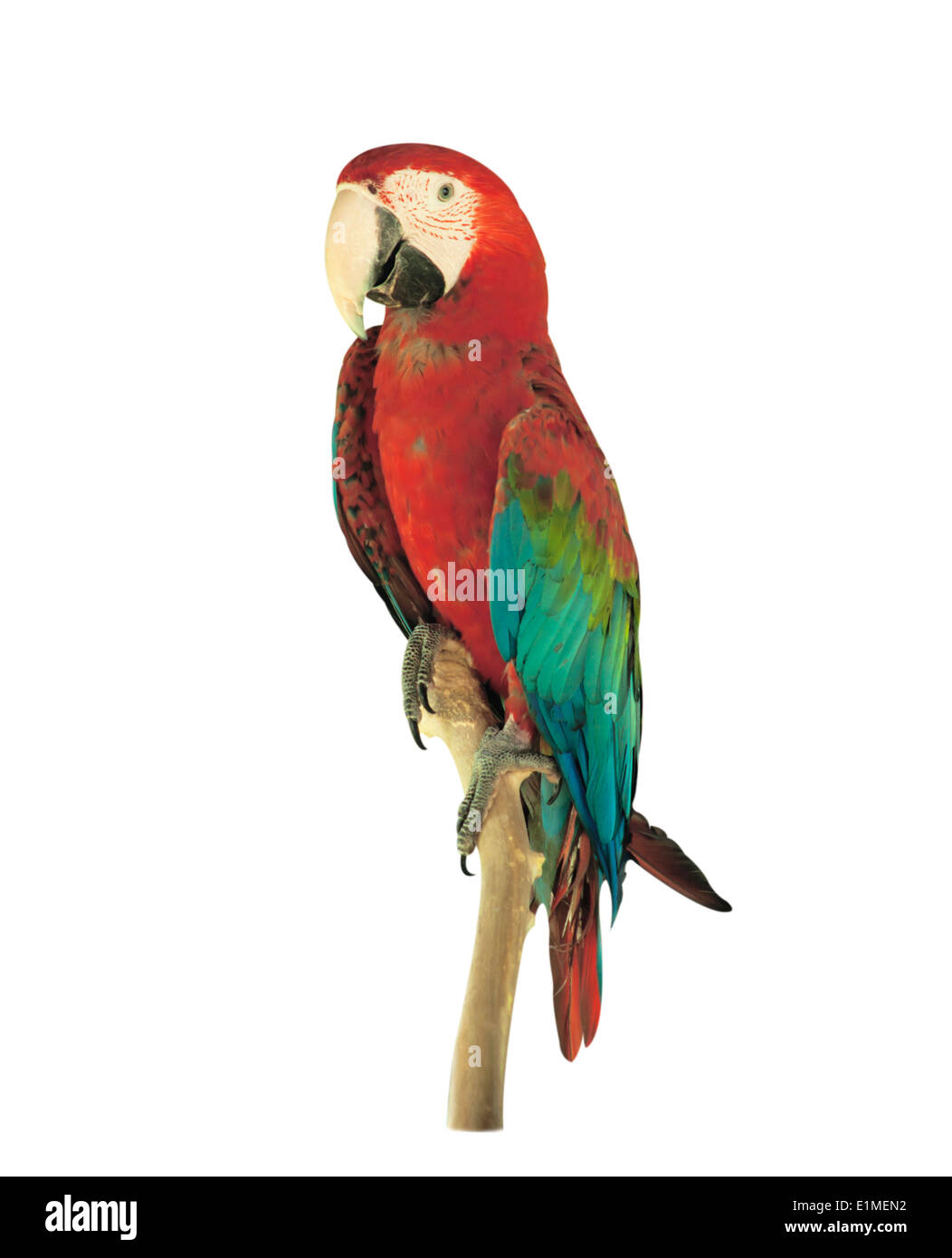 Schöne Tier Papagei isoliert auf weißem Hintergrund. Stockfoto