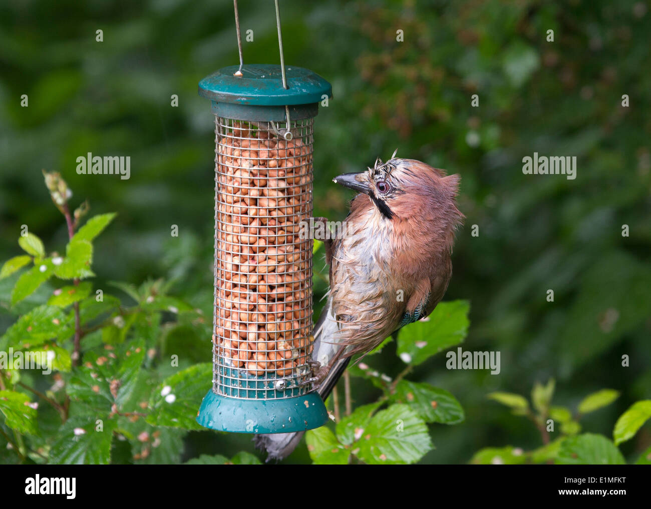 Jay (Garrulus Glandarius) sehr nass mit dem Regen am Anleger Stockfoto