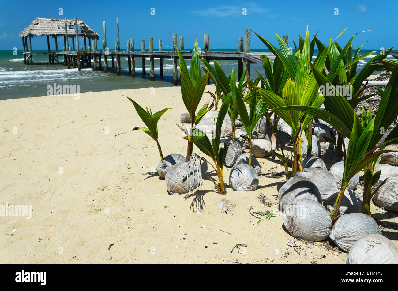 junge Kokosnuss Sämlinge am Strand durch eine verwitterte Pier sitzen. Stockfoto