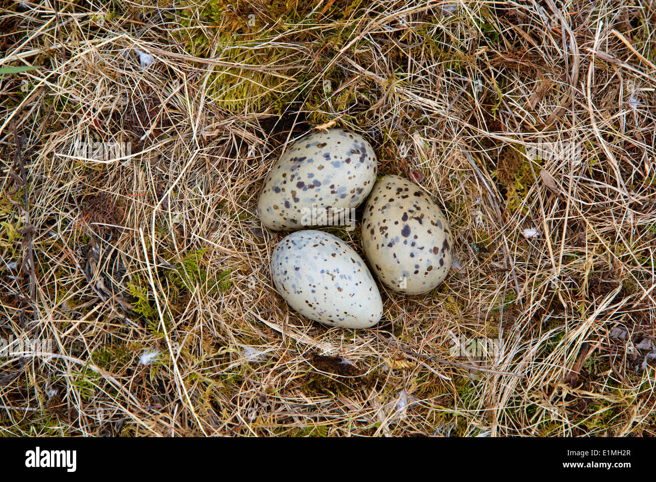 Silbermöwe, Larus Argentatus, drei Eiern im Nest, Stockfoto