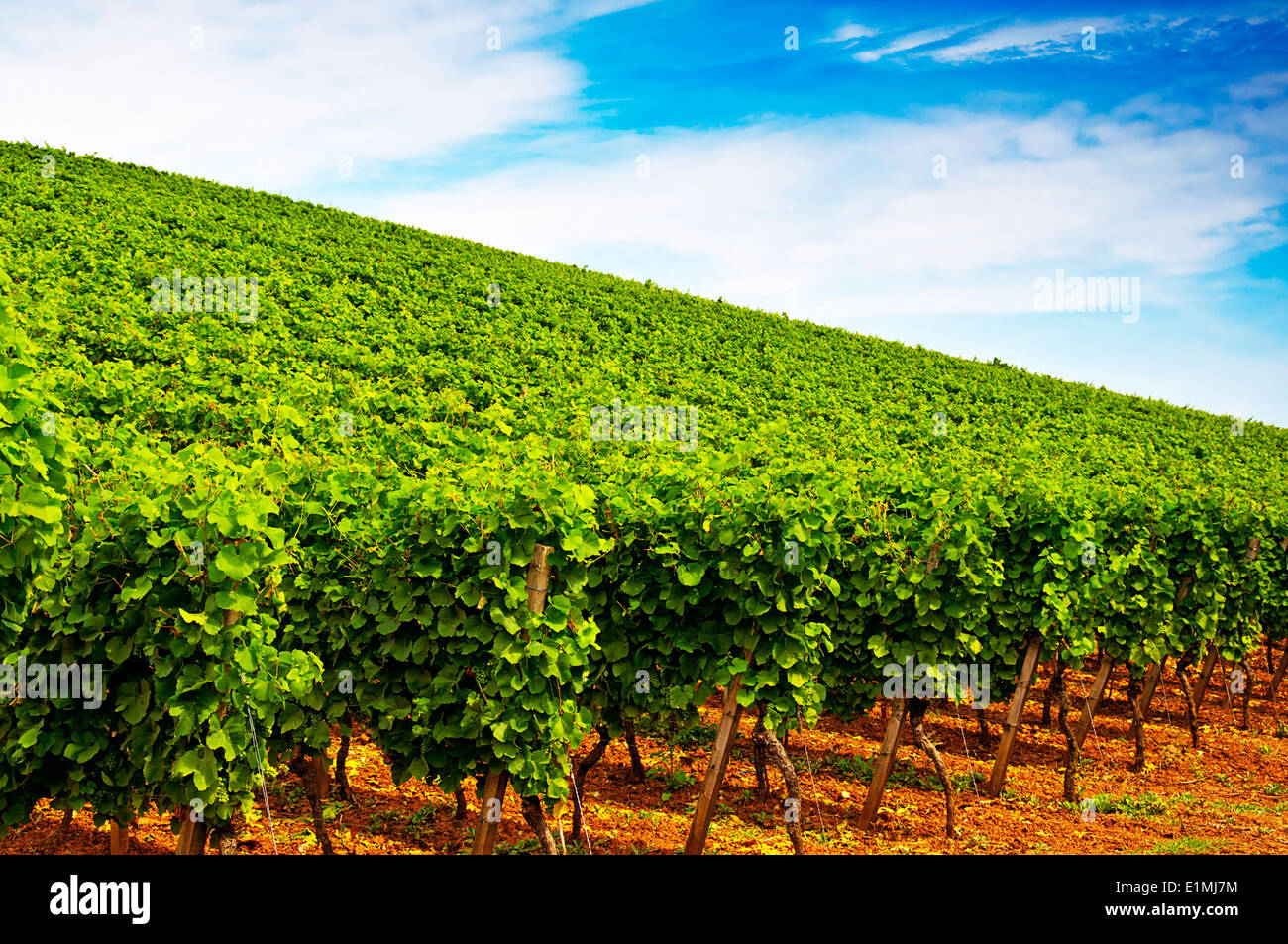 Schöne hügelige Weinberge im Sommer Stockfoto