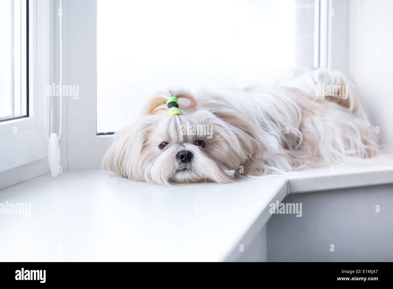 Shih Tzu Hund von Windows liegen. Stockfoto