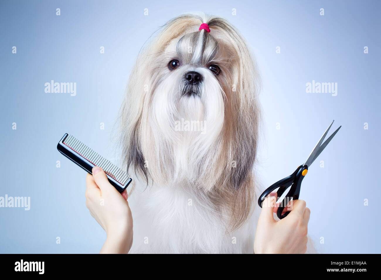 Shih Tzu Hundesalon. Auf blauen und weißen Hintergrund. Stockfoto