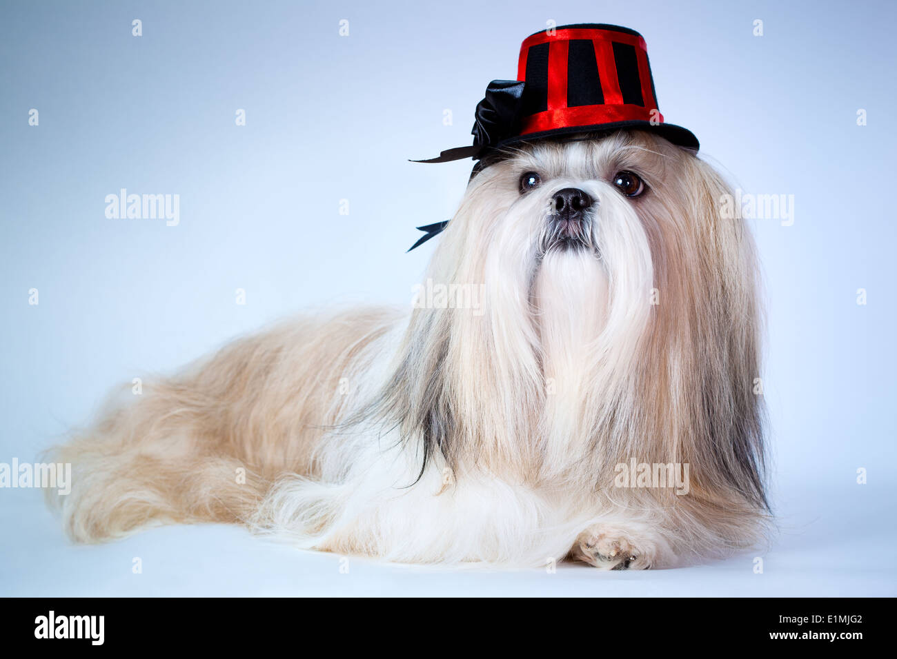 Shih Tzu Hund in Hut Porträt. Stockfoto