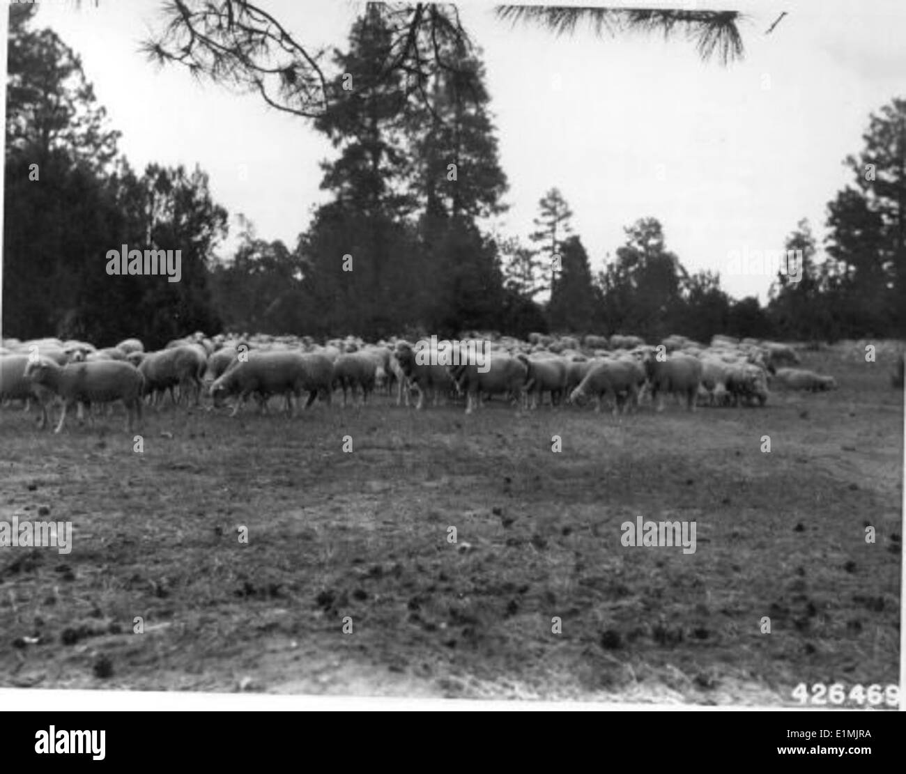 Ein Schwarzweiß-Foto zeigt Schafe, die zwischen Bäumen in der Region Heber weiden, und zeigt die Harmonie zwischen Viehzucht und Landbewirtschaftung. Das Bild unterstreicht die Bedeutung einer nachhaltigen Landnutzung und der Koexistenz von Wildtieren und Landwirtschaft in ländlichen Gebieten. Stockfoto