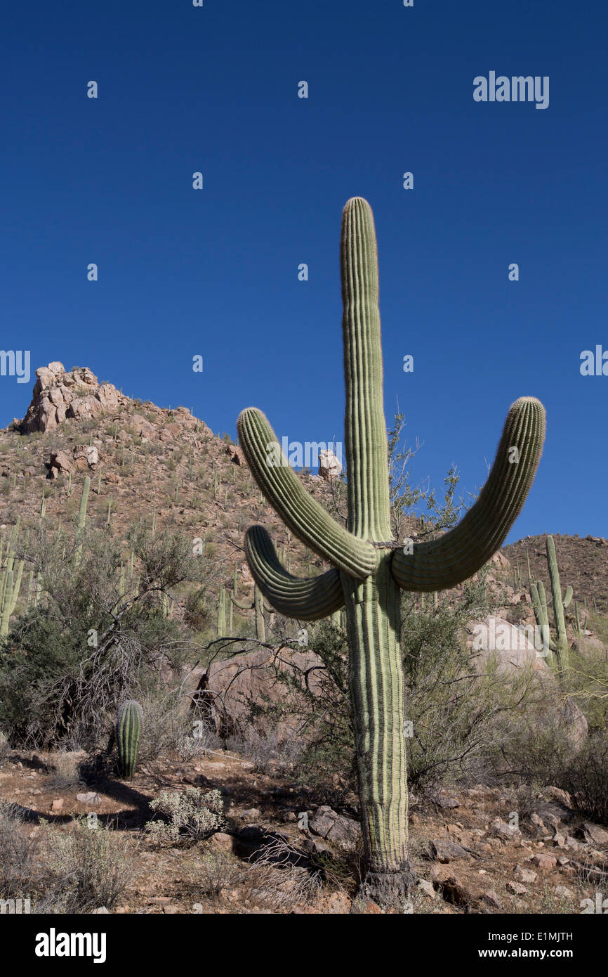 USA, Arizona, Saguaro National Park, West-Tucson Mountain District, Saguaro Kaktus (Camegiea Gigantea), kann bis zu 50 Fuß hoch wachsen. Stockfoto