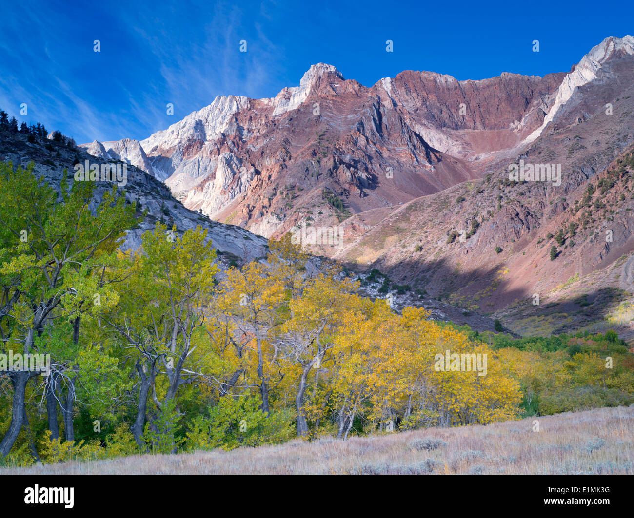 McGee Creek Canyon mit Herbst farbige Espen. Inyo National Forest. California Stockfoto