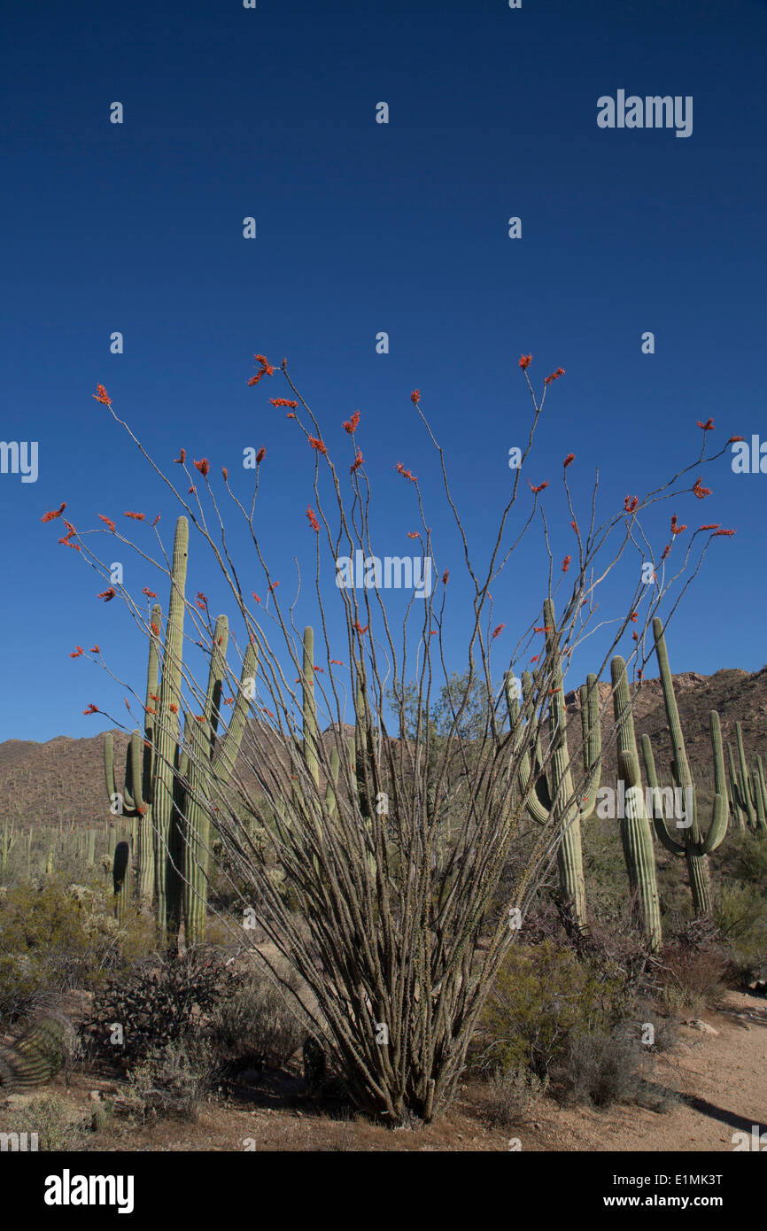 USA, Arizona, Saguaro National Park, West-Tucson Mountain District, Ocotillo Kaktus (Fouquieria Splendens) im Vordergrund, Saguar Stockfoto