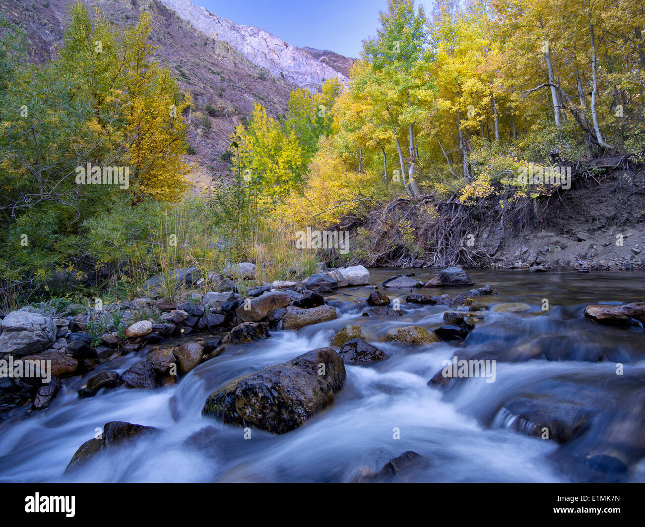 McGee Creek und Herbst farbige Espen, Inyo National Forest, Eastern Sierra Nevada Mountains, Kalifornien Stockfoto