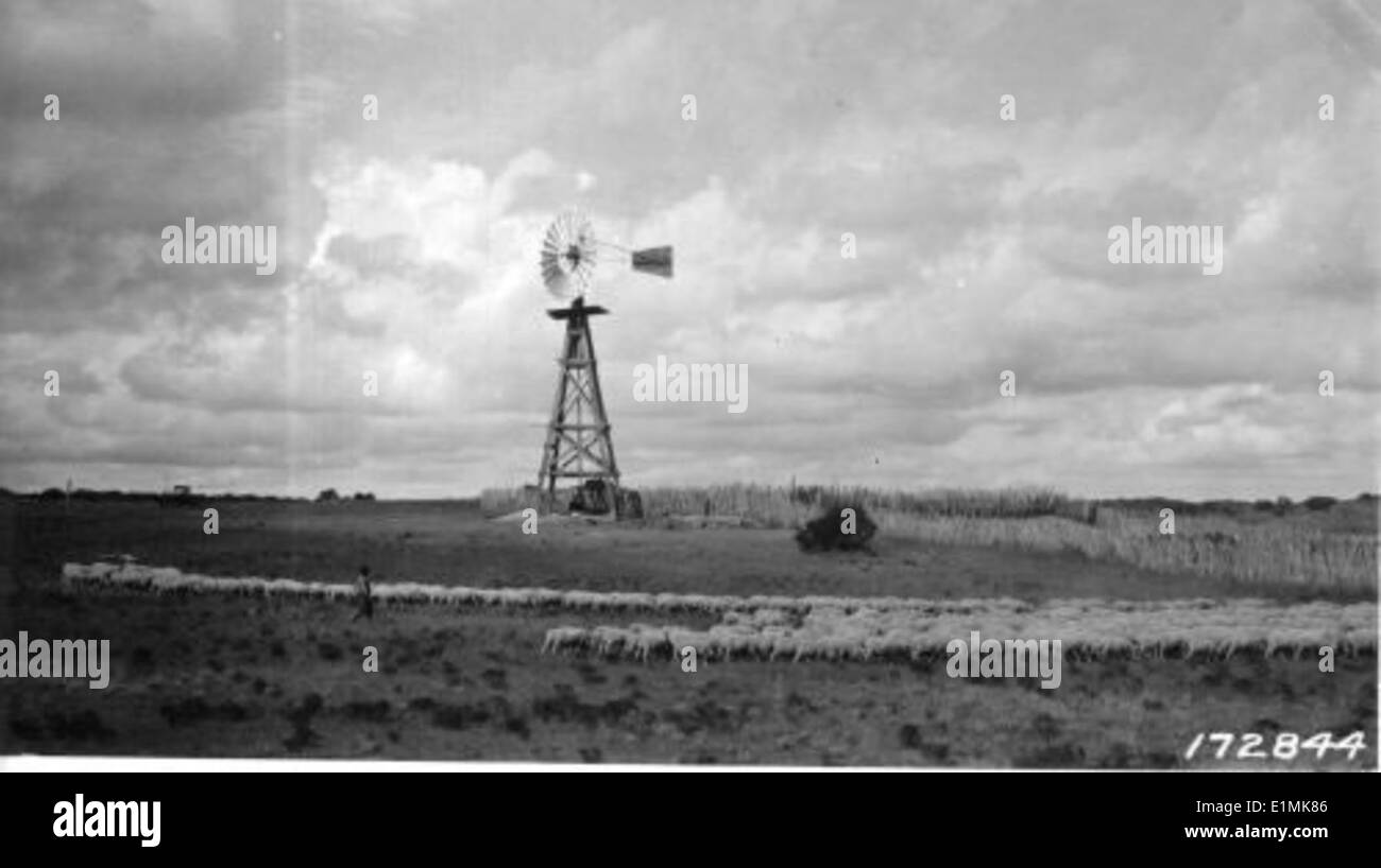 Ein Schwarzweiß-Foto zeigt ein Schaf in der Nähe einer Windmühle und symbolisiert die ländliche Landschaft und die Verbindung zwischen Landwirtschaft, Tierwelt und Landbewirtschaftung. Stockfoto