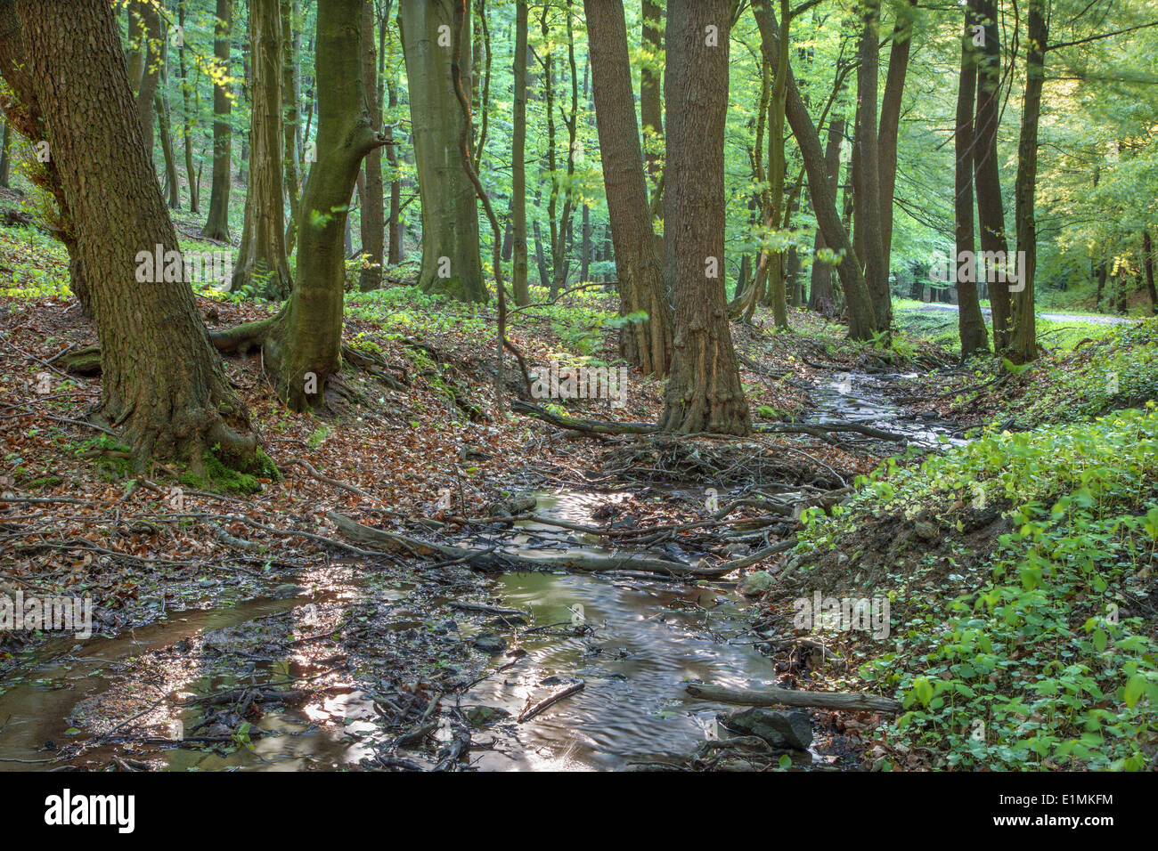 kleiner Bach im Wald der kleinen Karpaten - West-Slowakei Stockfoto