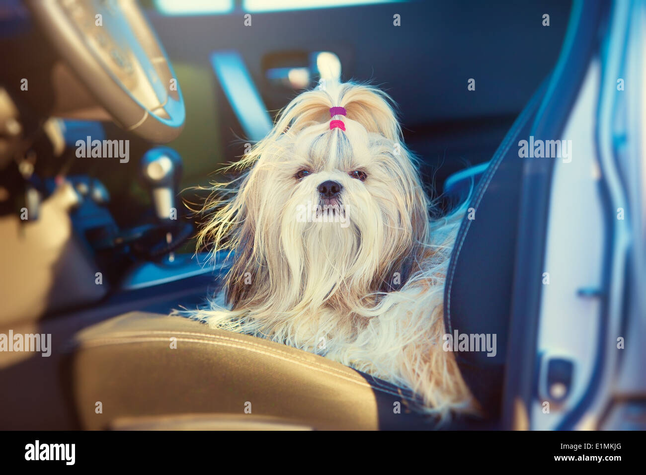 Shih Tzu Hund im Auto auf dem Fahrersitz sitzen. Stockfoto