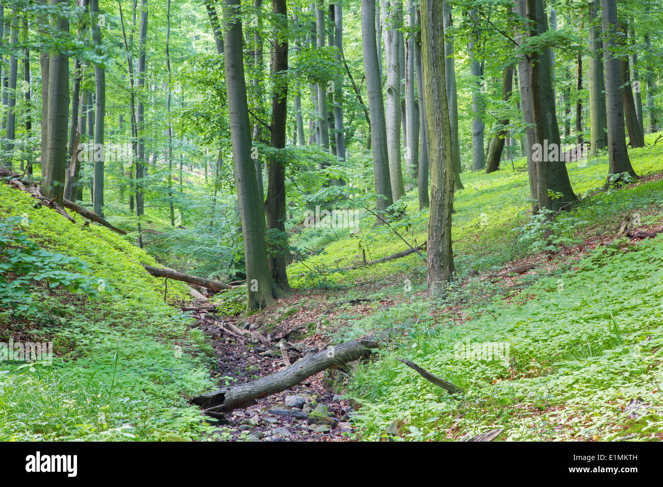 kleiner Bach in der Buche Wald - kleine Karpaten - West Slowakei Stockfoto