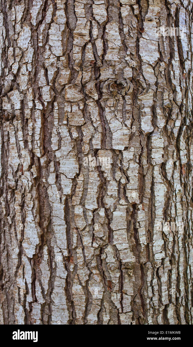 Holz Rinde Textur oder Hintergrund. Stockfoto