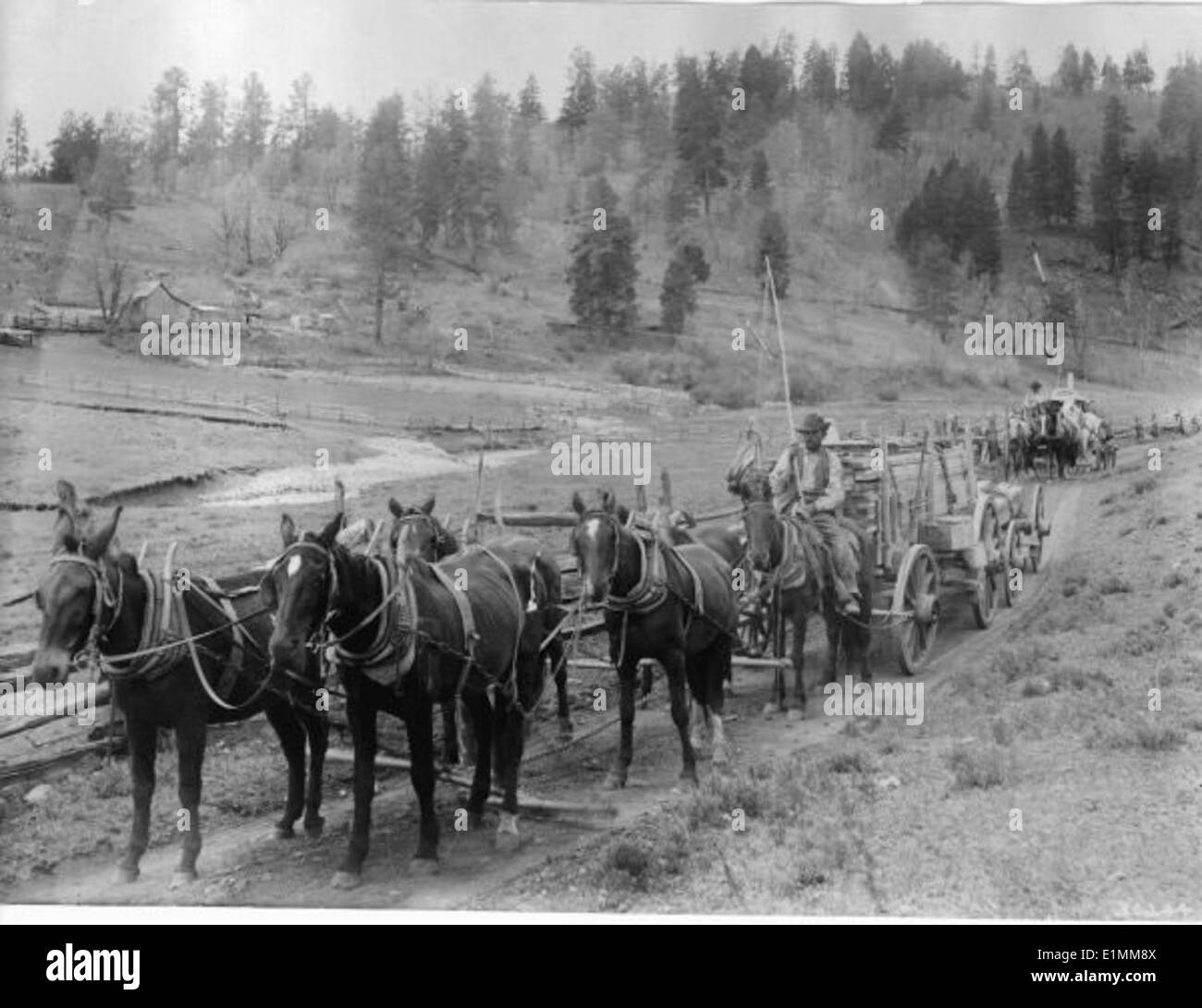 Historische Schwarzweiß-Bilder des Waldlebens zeigen Menschen, die Wagen benutzen und mit Tieren interagieren. Sie zeigen die frühe Landnutzung, die Ernte von Bäumen und die Tierhaltung in einer ländlichen Waldumgebung. Stockfoto
