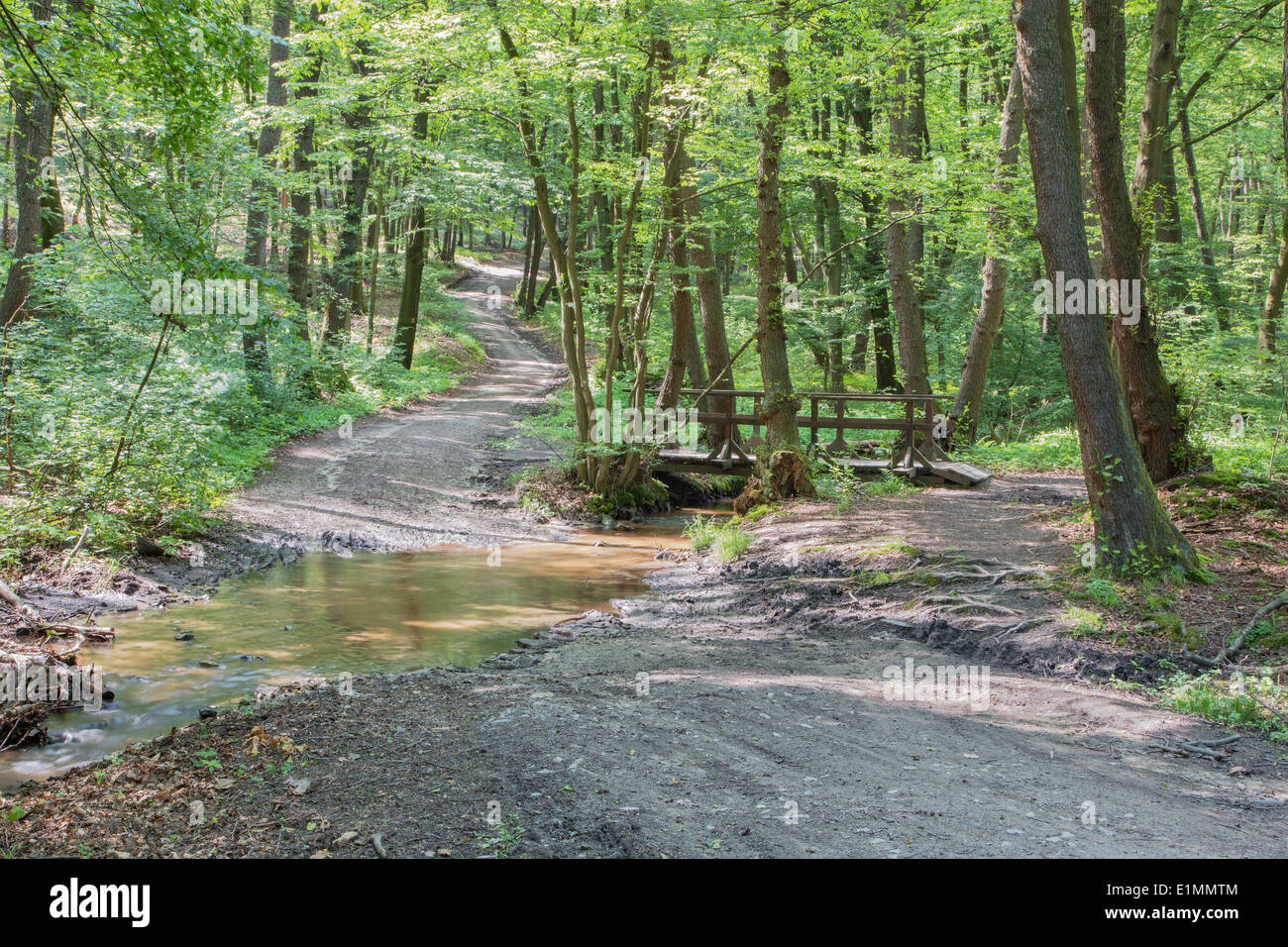 Weise und kleine Brücke im Frühlingswald in kleinen Karpaten - Slowakei Stockfoto