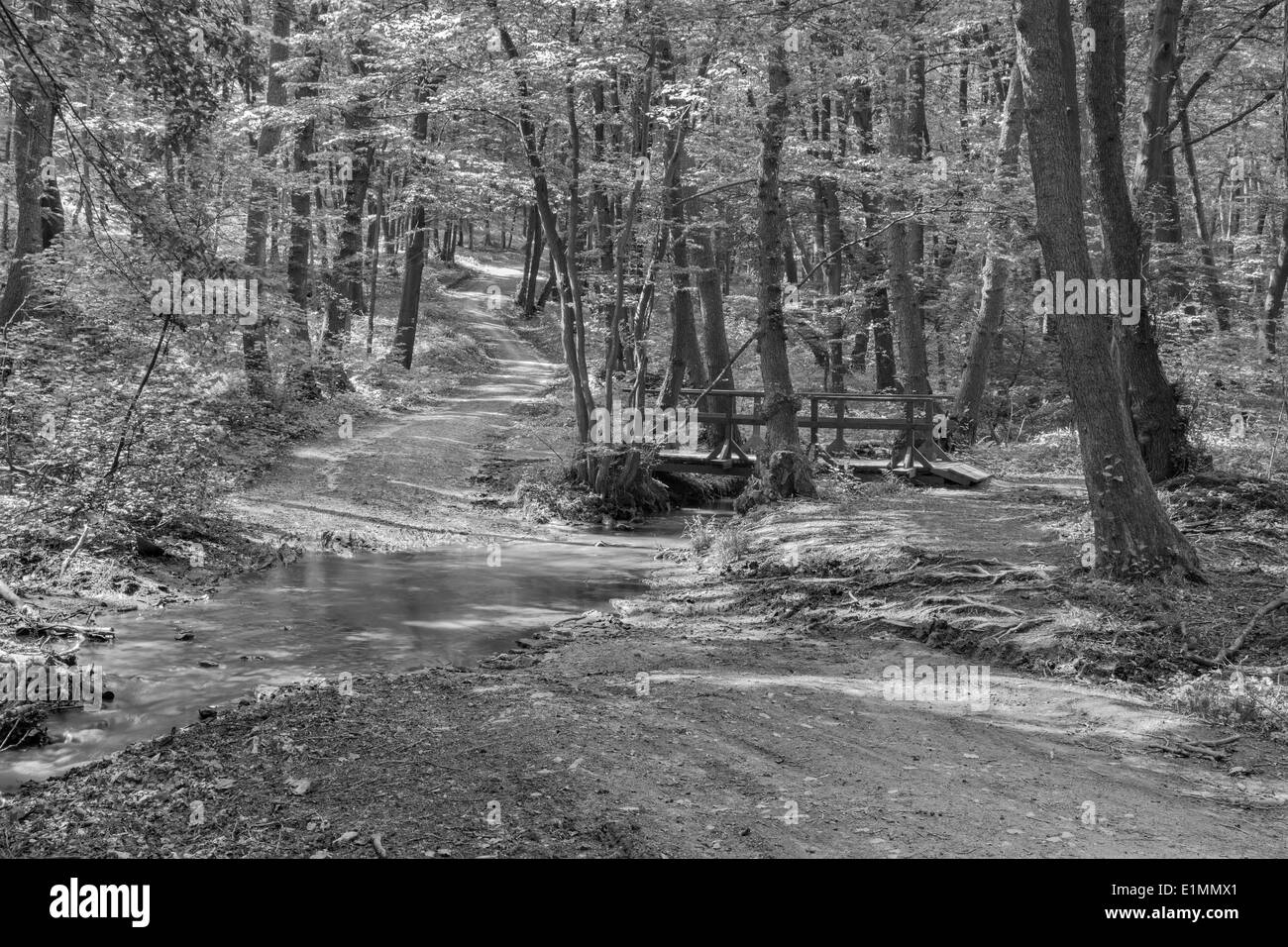 Weise und kleine Brücke im Frühlingswald in kleinen Karpaten - Slowakei Stockfoto