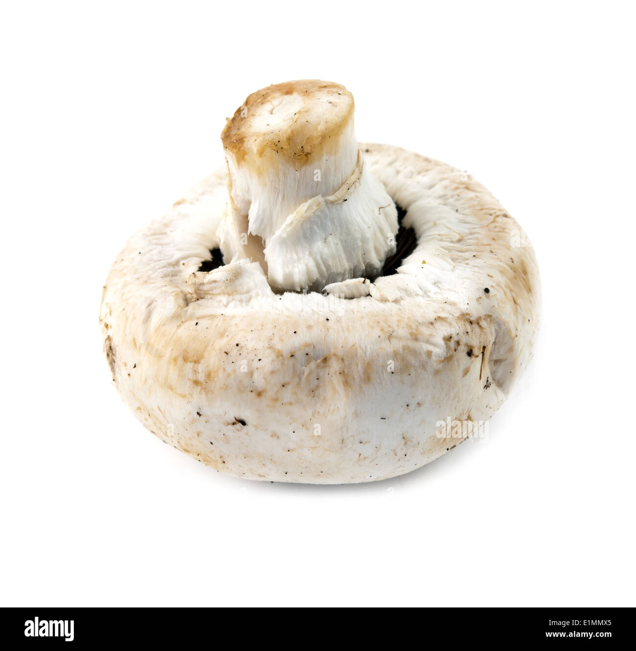 Pilz isoliert auf weißem Hintergrund Stockfoto