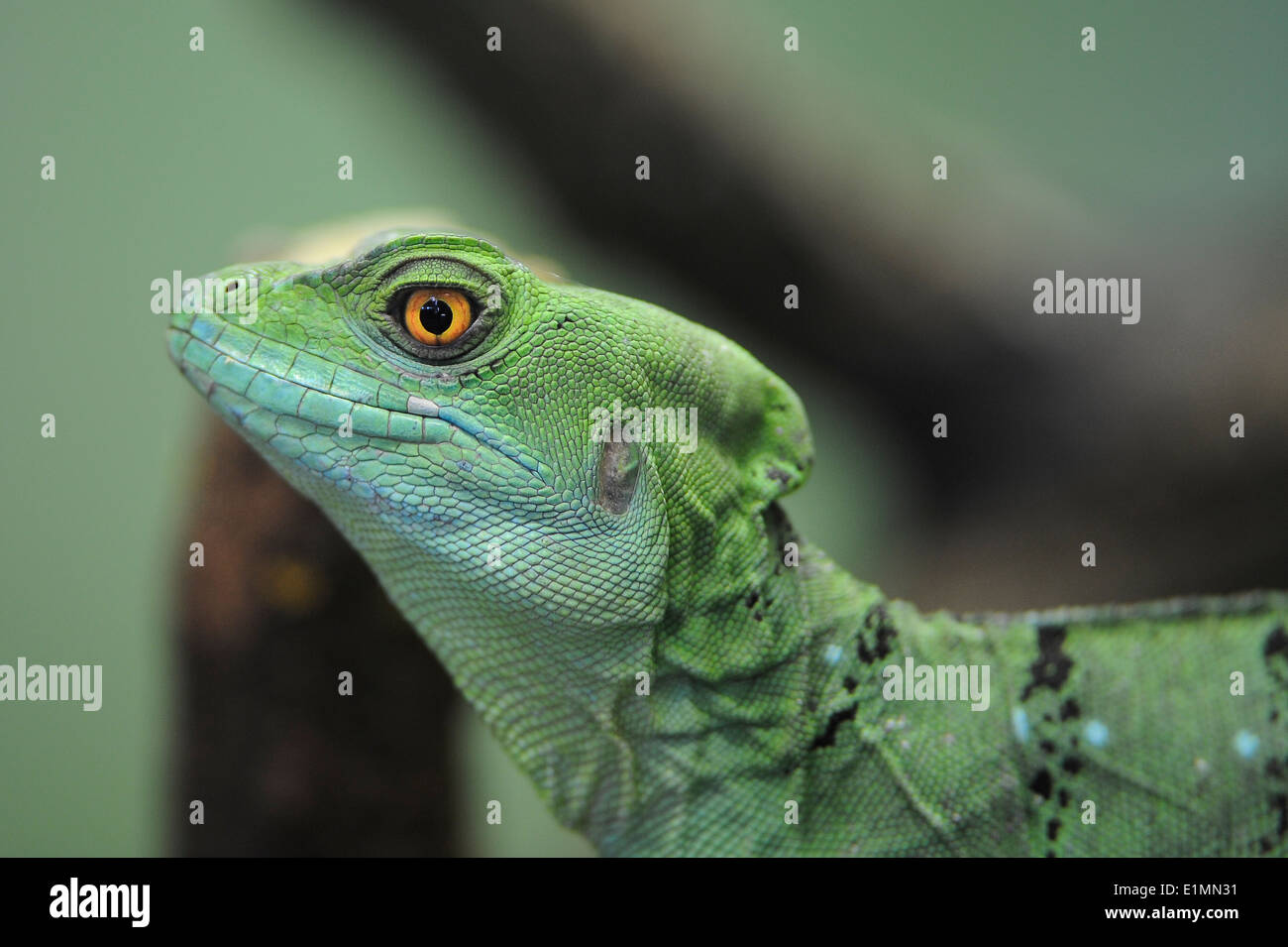 Stirnlappenbasilisk, Basiliskos Plumifrons, Federbuschbasilisk, Plumed