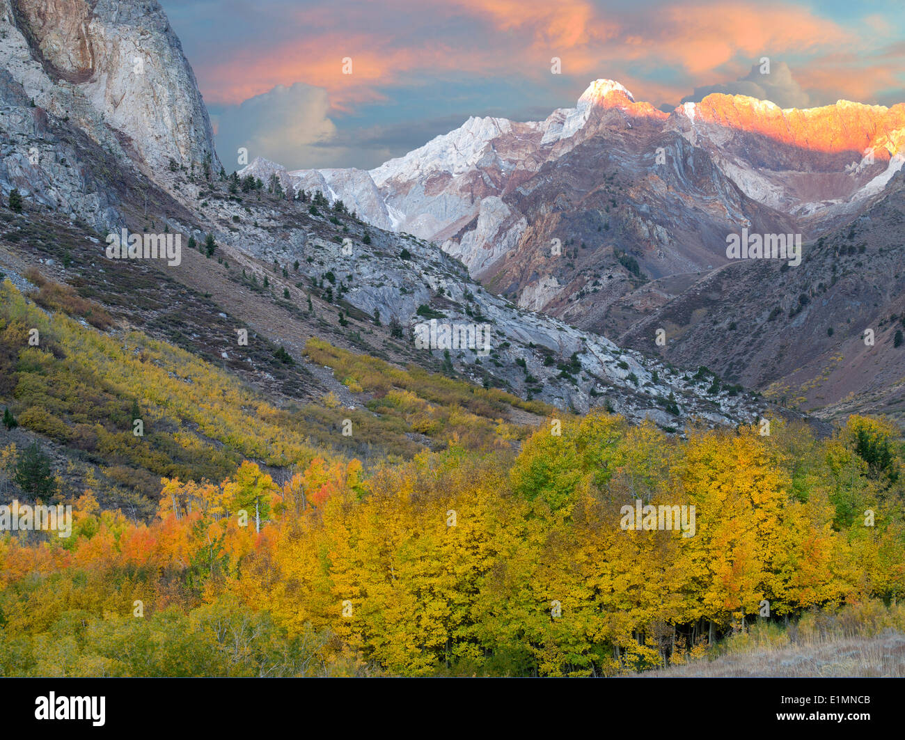 McGee Creek Drainage mit Herbst farbige Pappel und Espe Bäume. Östlichen Berge der Sierra Nevada, Kalifornien Stockfoto