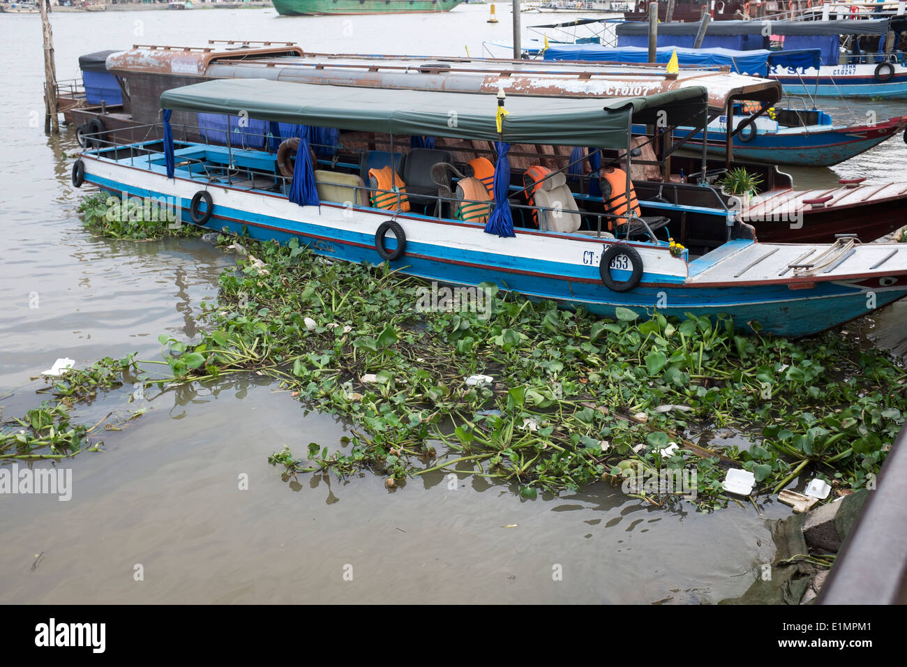 Wasser-Hibiskus am Flussufer können Tho Vietnam Stockfoto