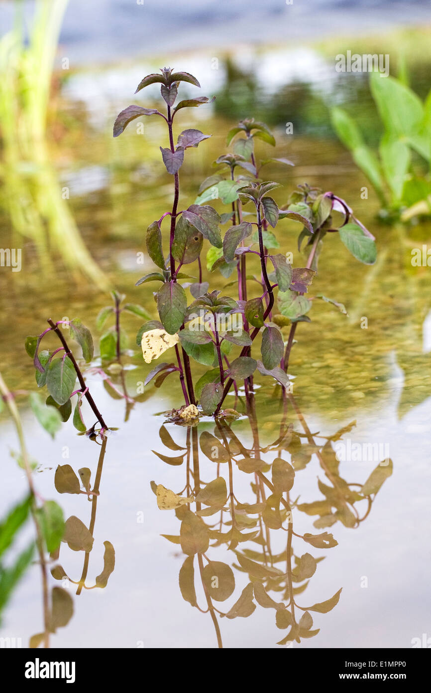 Mentha Aquatica. Wasser-Minze in einem neu gepflanzten Teich. Stockfoto