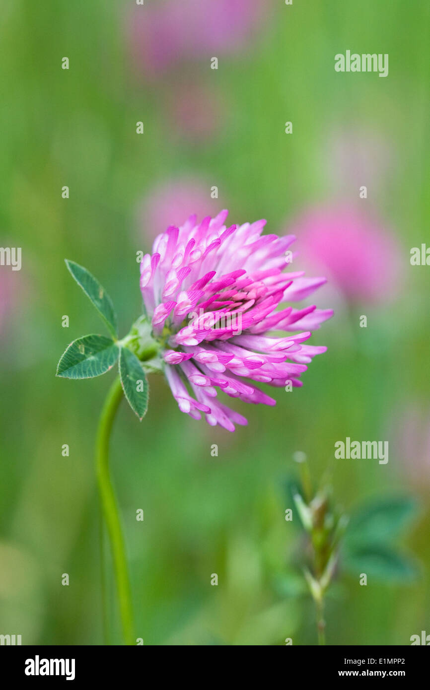 Trifolium Pratense. Rotklee in eine Wildblumenwiese. Stockfoto