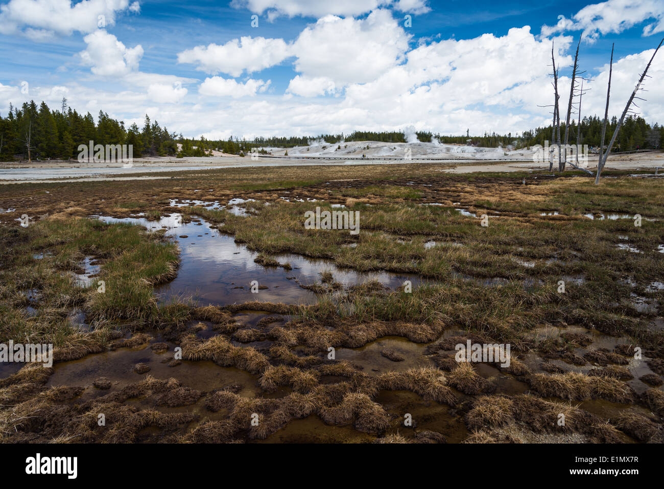 Grass Feuchtgebiet bei Norris Geyser Basin. Yellowstone-Nationalpark, Wyoming, USA. Stockfoto