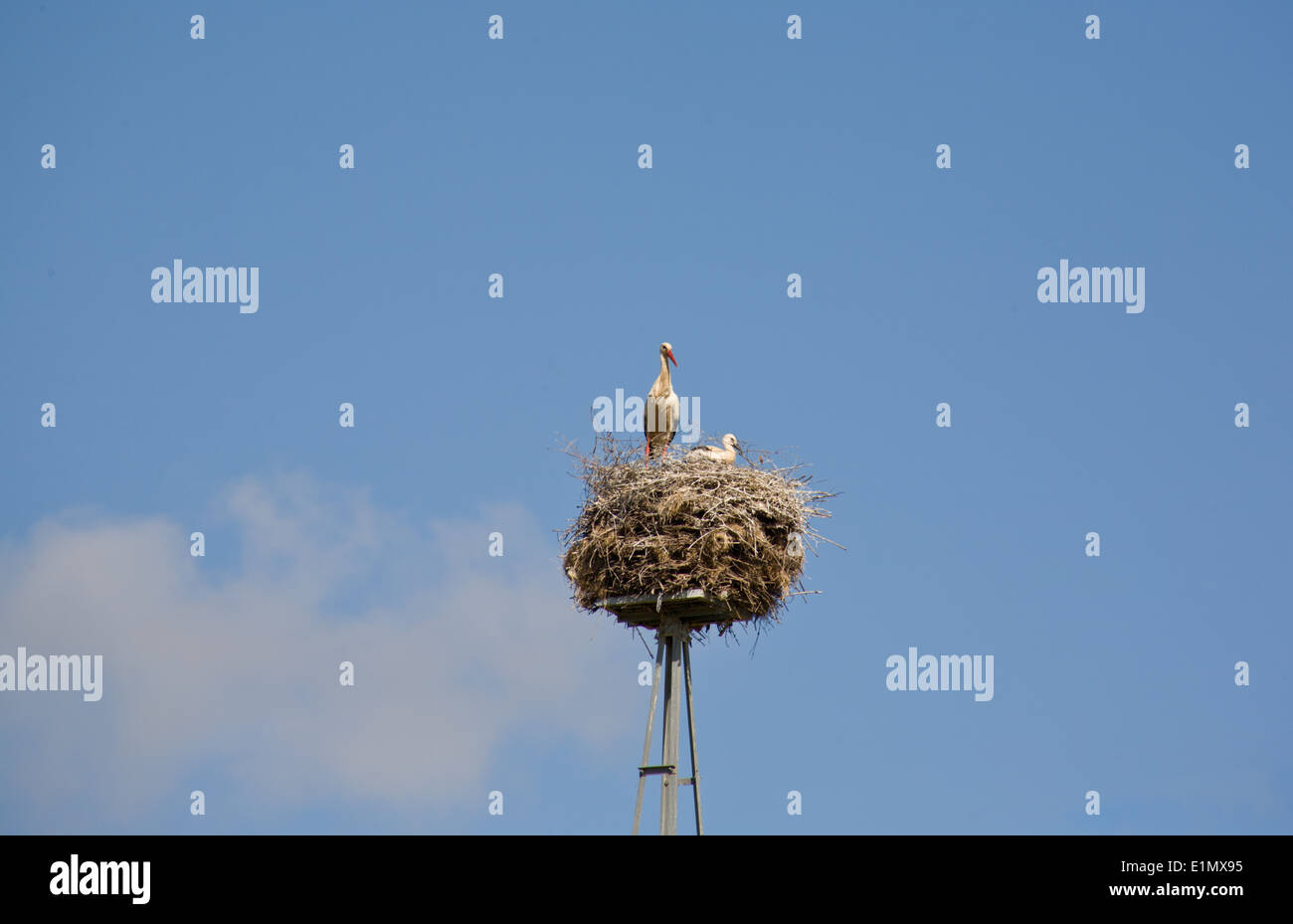 Familie der Störche ist in einem Nest über blauer Himmel, Extremadura, Spanien Stockfoto