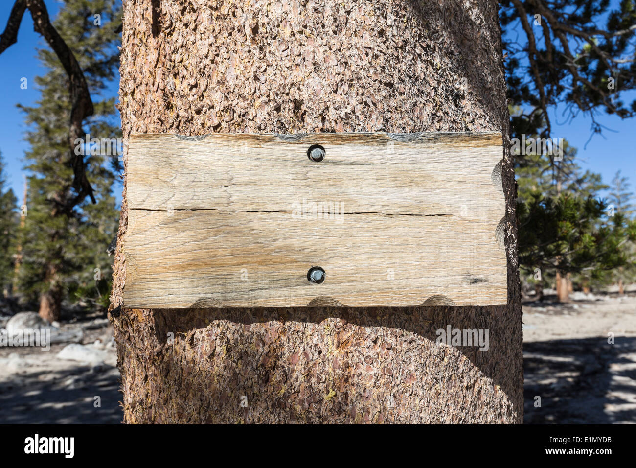Leere rustikale Holz Schild an Kiefer. Stockfoto
