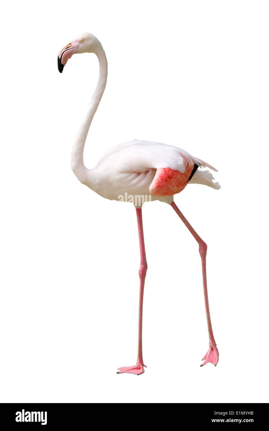 Flamingo Stockfoto