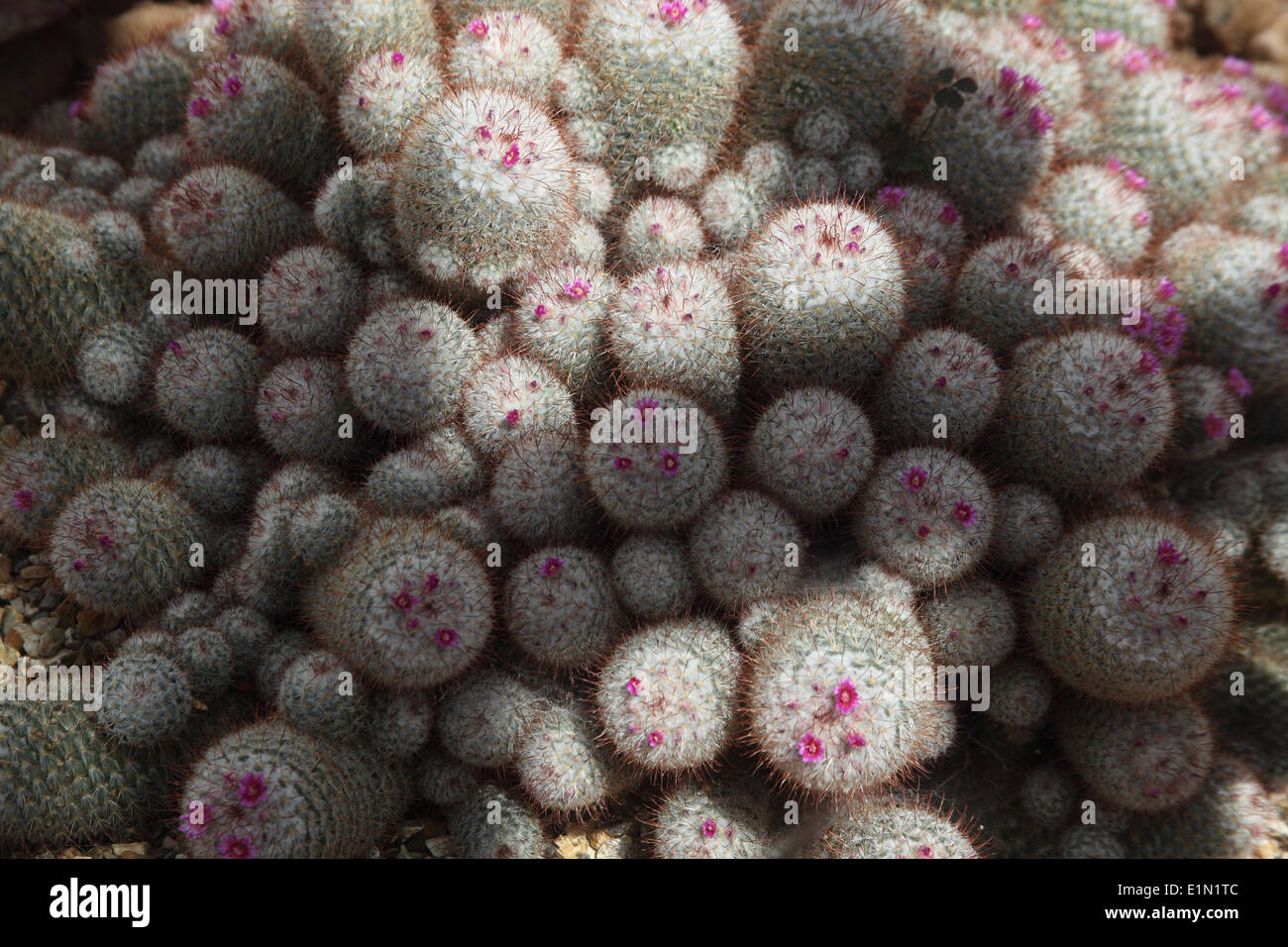 Mammillaria Bombycina Pflanze in Blüte Stockfoto