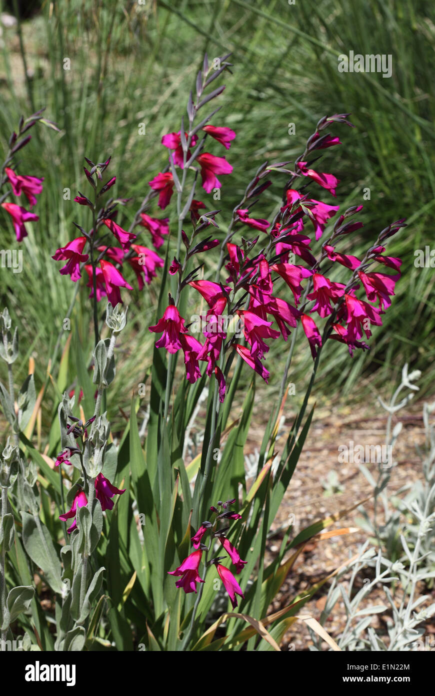 Gladiolus Communis Subsp Byzantinus Pflanze in Blüte Stockfoto