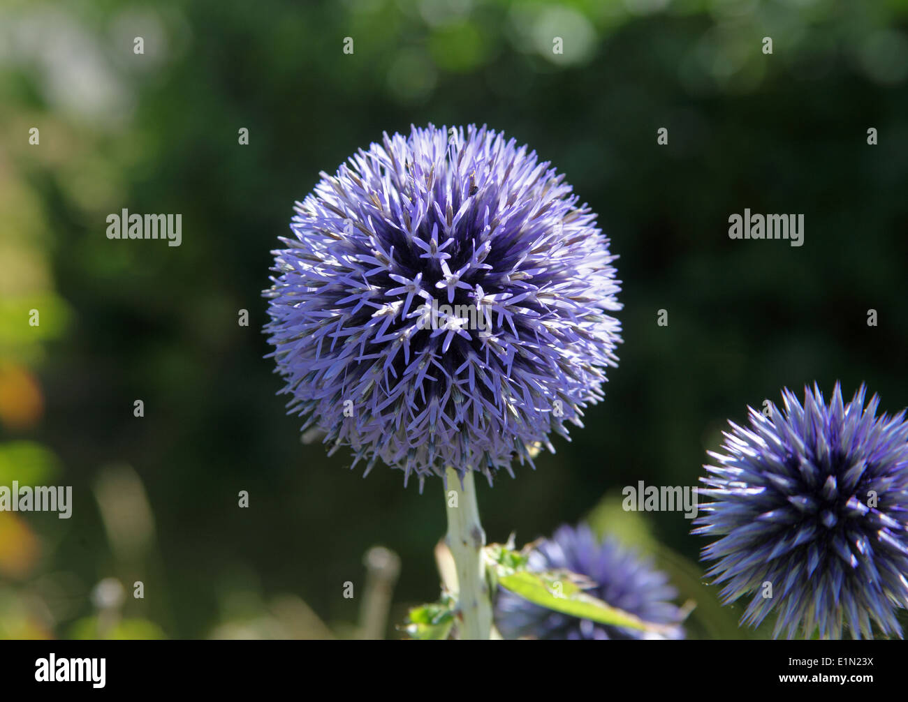 Echinops Ritro 'Veitchs Blue' Nahaufnahme Blume Stockfoto