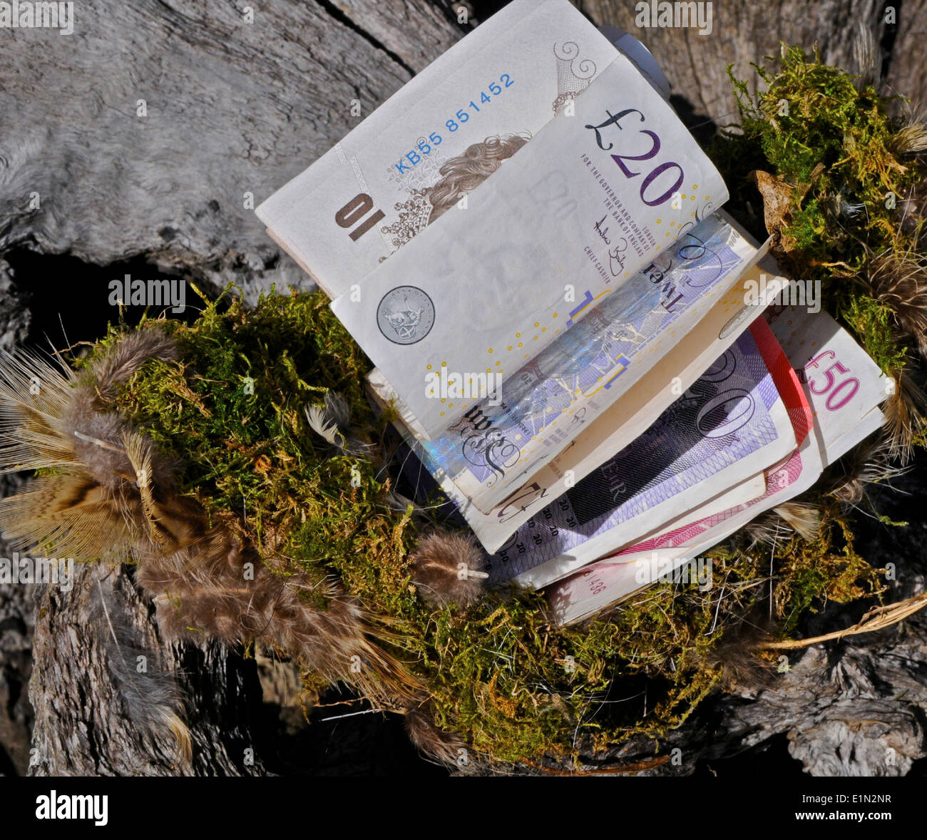 Nestegg, Notgroschen. Notgroschen, Einsparungen, gespeichert Geld Bar, UK Sterling, Pfund-Noten gespeichert. Geld in ein Vogelnest Stockfoto