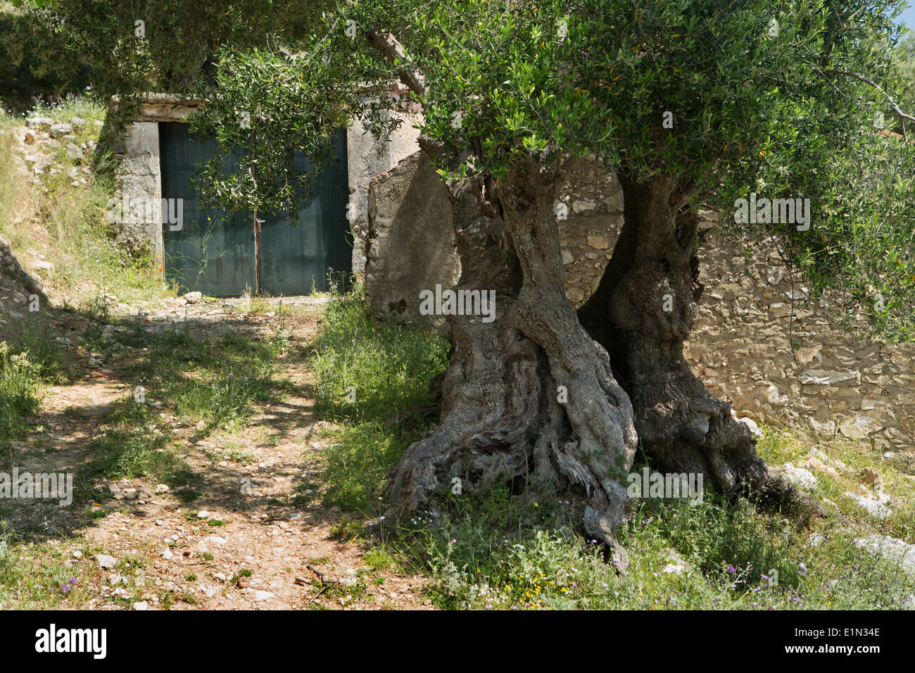 Eine alte Olive Tree, Olea Europaea, steht vor einer alten Garage am alten Skala, Kefalonia, Griechenland Stockfoto