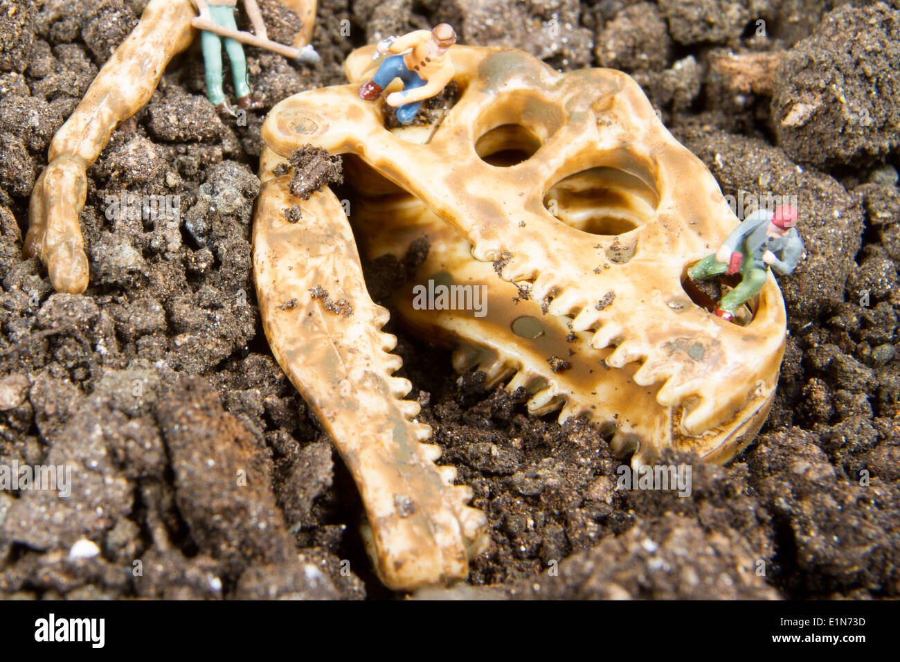 Paläontologen arbeiten bei einer Ausgrabungsstätte von Dinosaurier-Ruinen Stockfoto