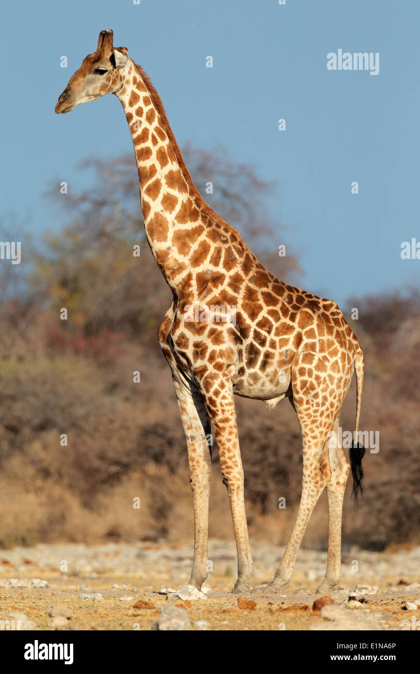 Eine große Giraffe Bull (Giraffa Plancius), Etosha Nationalpark, Namibia Stockfoto