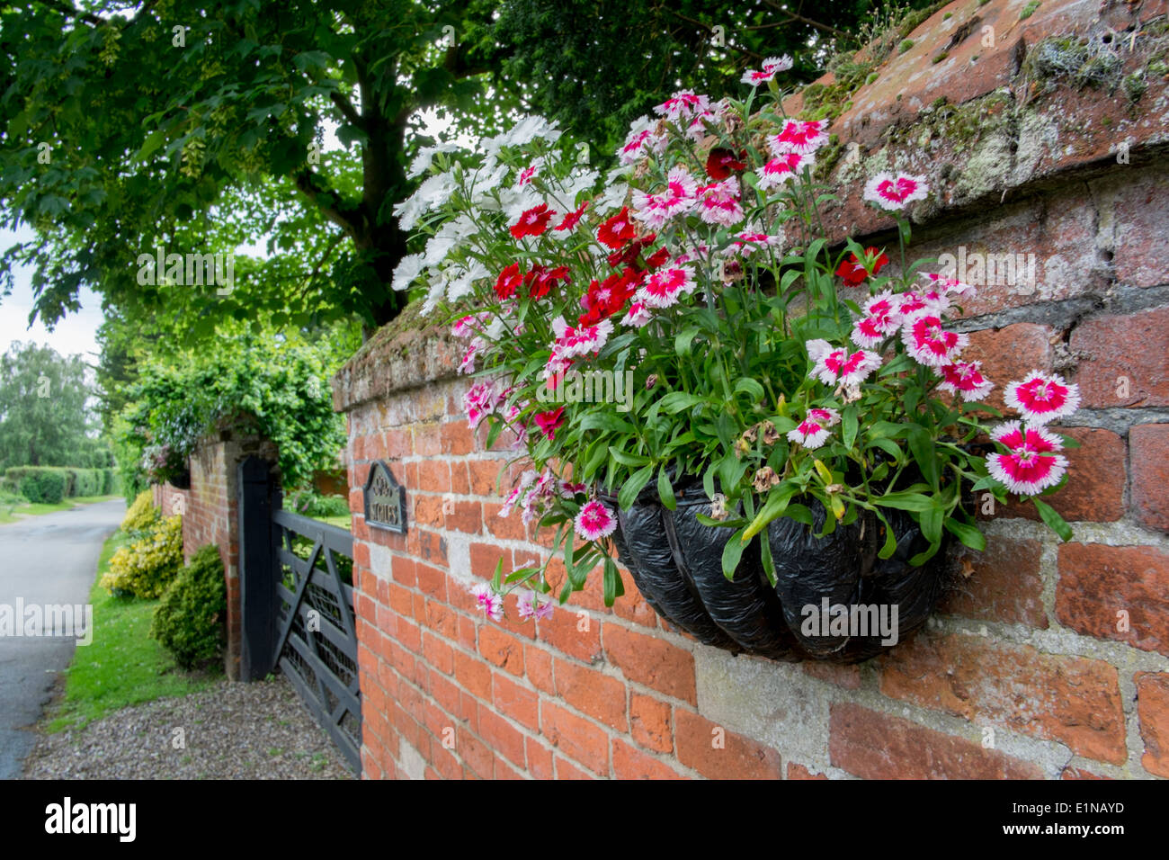 Blumenkorb auf einen am Straßenrand Gartenmauer hängen. Stockfoto