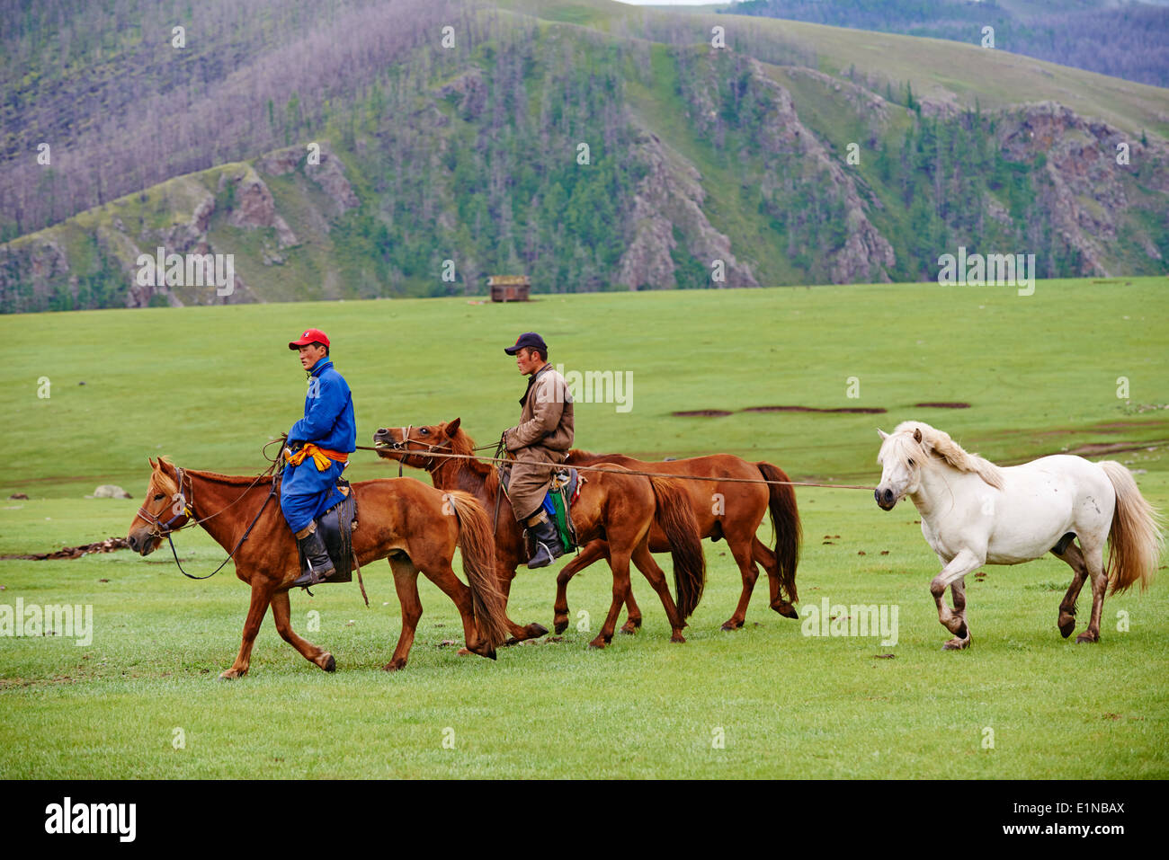 Mongolei, Ovorkhangai Provinz, Okhon Tal, Nomadencamp, Rallyesport der Pferde fuhren mit Dorjdagva Stockfoto