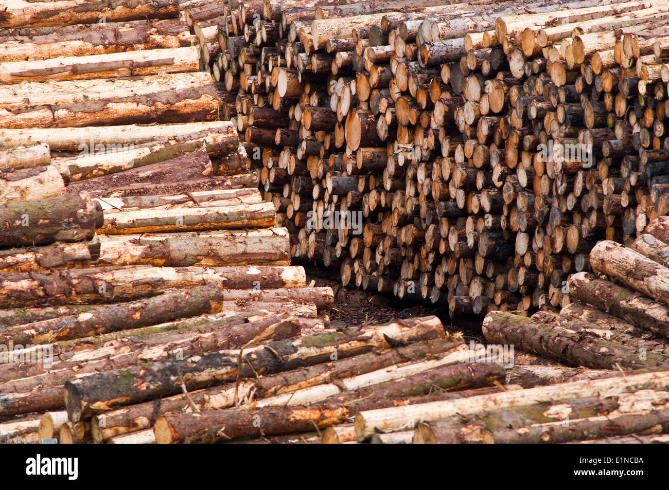 Holzbohlen in Säge Mühle Holz Holzplatz Stockfoto