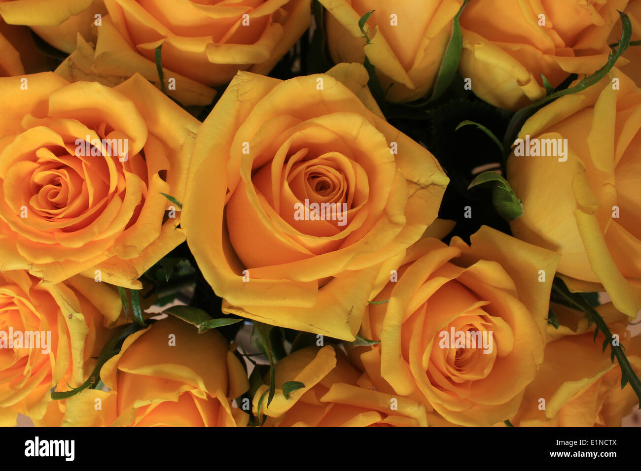 Ein Bouquet von gelben Rosen in Cotacachi, Ecuador Stockfoto