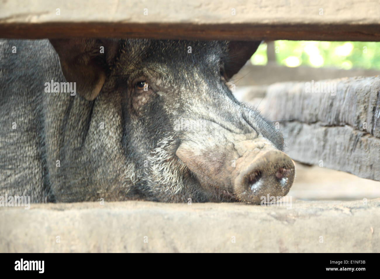 Wildschwein wurde in einem Käfig gefangen. Stockfoto